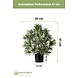 Kunstig plante Podocarpus 47 cm Kunstig plante Podocarpus 47 cm