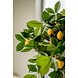 Kunstigt citrontræ 75 cm Kunstigt citrontræ 75 cm