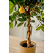 Kunstigt citrontræ 75 cm Kunstigt citrontræ 75 cm