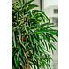 Kunstig plante Longifolia Royale 180 cm Kunstig plante Longifolia Royale 180 cm