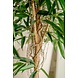 Kunstig plante Longifolia Royale 180 cm Kunstig plante Longifolia Royale 180 cm