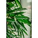 Kunstig plante Longifolia Royale 180 cm Kunstig plante Longifolia Royale 180 cm