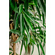 Kunstig plante Longifolia Royale 180 cm Kunstig plante Longifolia Royale 180 cm