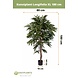 Kunstig plante Longifolia Royale 180 cm Kunstig plante Longifolia Royale 180 cm