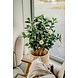 Kunstig plante Camellia japonica 100 cm Kunstig plante Camellia japonica 100 cm