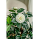 Kunstig plante Camellia japonica 100 cm Kunstig plante Camellia japonica 100 cm