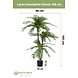 Cycas kunstig palme Classic 165 cm Cycas kunstig palme Classic 165 cm