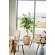 Kunstig plante Ficus Green 150 cm Kunstig plante Ficus Green 150 cm