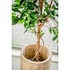 Kunstig plante Ficus Green 150 cm Kunstig plante Ficus Green 150 cm