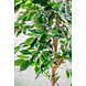 Kunstig plante Ficus Green 150 cm Kunstig plante Ficus Green 150 cm