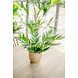 Kunstig palme Parlour 60 cm Kunstig palme Parlour 60 cm