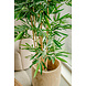 Kunstig plante Bambus 150 cm Kunstig plante Bambus 150 cm