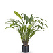 Kunstig plante Calathea 80 cm Kunstig plante Calathea 80 cm