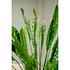 Kunstig plante Calathea 80 cm Kunstig plante Calathea 80 cm