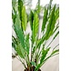Kunstig plante Calathea 80 cm Kunstig plante Calathea 80 cm