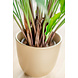 Kunstig plante Calathea 80 cm Kunstig plante Calathea 80 cm