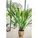 Kunstig plante Calathea 80 cm Kunstig plante Calathea 80 cm