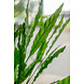 Kunstig plante Calathea 80 cm Kunstig plante Calathea 80 cm