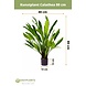 Kunstig plante Calathea 80 cm Kunstig plante Calathea 80 cm