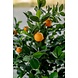 Kunstigt appelsintræ 120 cm Kunstigt appelsintræ 120 cm