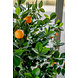Kunstigt appelsintræ 120 cm Kunstigt appelsintræ 120 cm