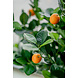 Kunstigt appelsintræ 120 cm Kunstigt appelsintræ 120 cm