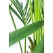 Kunstig palme Kentia 165 cm Kunstig palme Kentia 165 cm