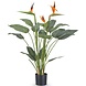 Kunstig plante Strelitzia 115 cm Kunstig plante Strelitzia 115 cm