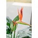 Kunstig plante Strelitzia 115 cm Kunstig plante Strelitzia 115 cm