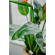 Kunstig plante Strelitzia 115 cm Kunstig plante Strelitzia 115 cm