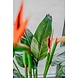 Kunstig plante Strelitzia 115 cm Kunstig plante Strelitzia 115 cm