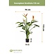 Kunstig plante Strelitzia 115 cm Kunstig plante Strelitzia 115 cm