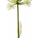 Kunstig bjørneklo 78 cm Kunstig bjørneklo 78 cm