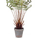 Kunstig bregne dicksonia 60 cm Kunstig bregne dicksonia 60 cm