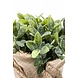 Kunstig urteplante mynte 19 cm Kunstig urteplante mynte 19 cm