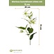 Gloriosa kunstig blomst cremehvid 75 cm Gloriosa kunstig blomst cremehvid 75 cm