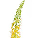 Kunstig blomst Eremurus 105 cm gul Kunstig blomst Eremurus 105 cm gul