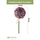 Kunstig blomst Allium 70 cm lilla Kunstig blomst Allium 70 cm lilla