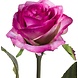 Kunstig rose Simone lilla 45 cm Kunstig rose Simone lilla 45 cm