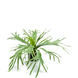 Kunstig plante Staghorn 60 cm i potte Kunstig plante Staghorn 60 cm i potte