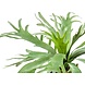Kunstig plante Staghorn 60 cm i potte Kunstig plante Staghorn 60 cm i potte