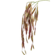 Kunstig hængeplante Rhipsalis bordeaux 75 cm Kunstig hængeplante Rhipsalis bordeaux 75 cm