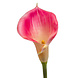 Kunstig lilje Calla pink 70 cm Kunstig lilje Calla pink 70 cm