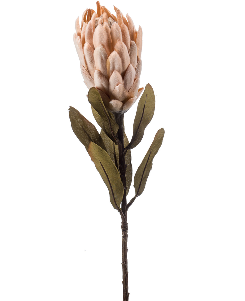 Kunstig blomst Protea cm 62 beige spray