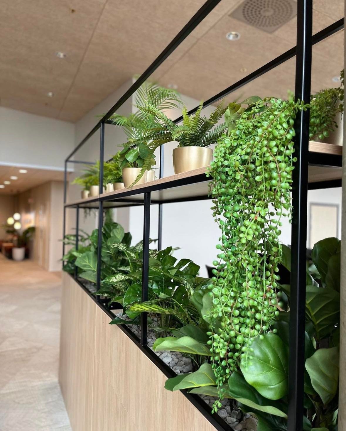 Sådan skaber du grønne trendy landskaber i 2024: Planter, der løfter stilen til nye niveauer med ambiplants