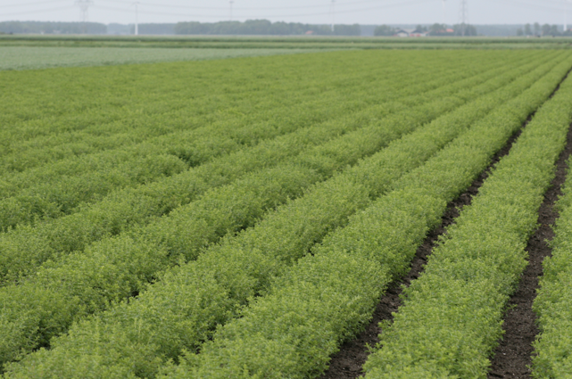 Oregano veld