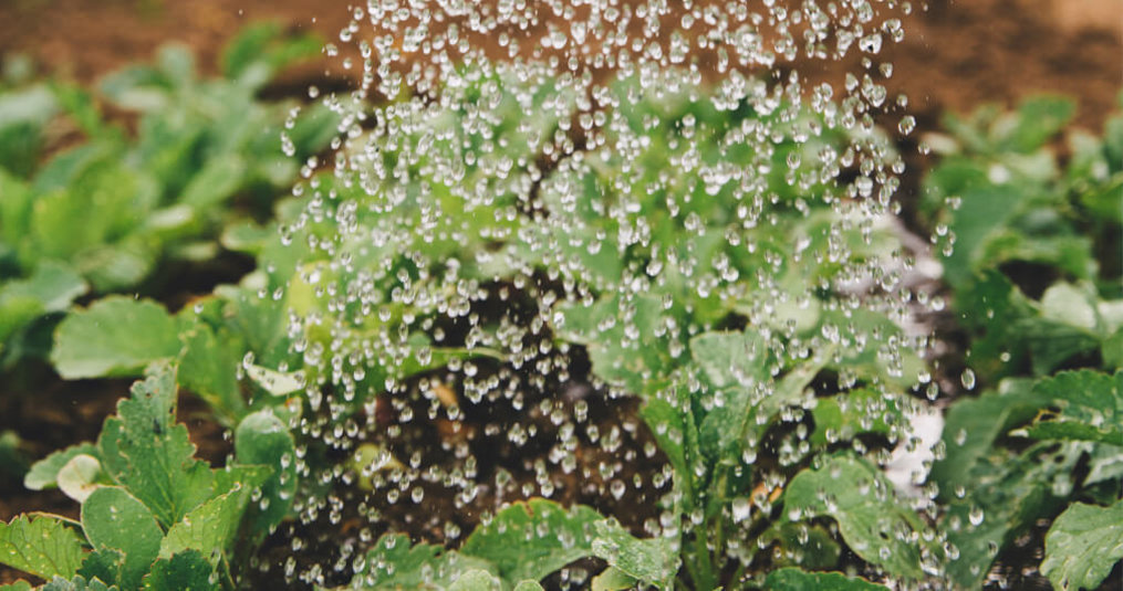 Het gebruik van regenwater in de tuin: tips en trucs