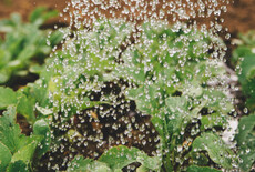 Het gebruik van regenwater in de tuin: tips en trucs
