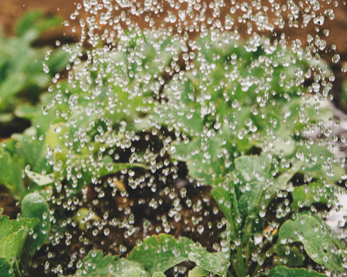 Het gebruik van regenwater in de tuin: tips en trucs