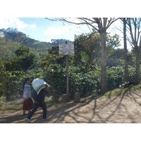 Guatemala La Cascada Estate (1)